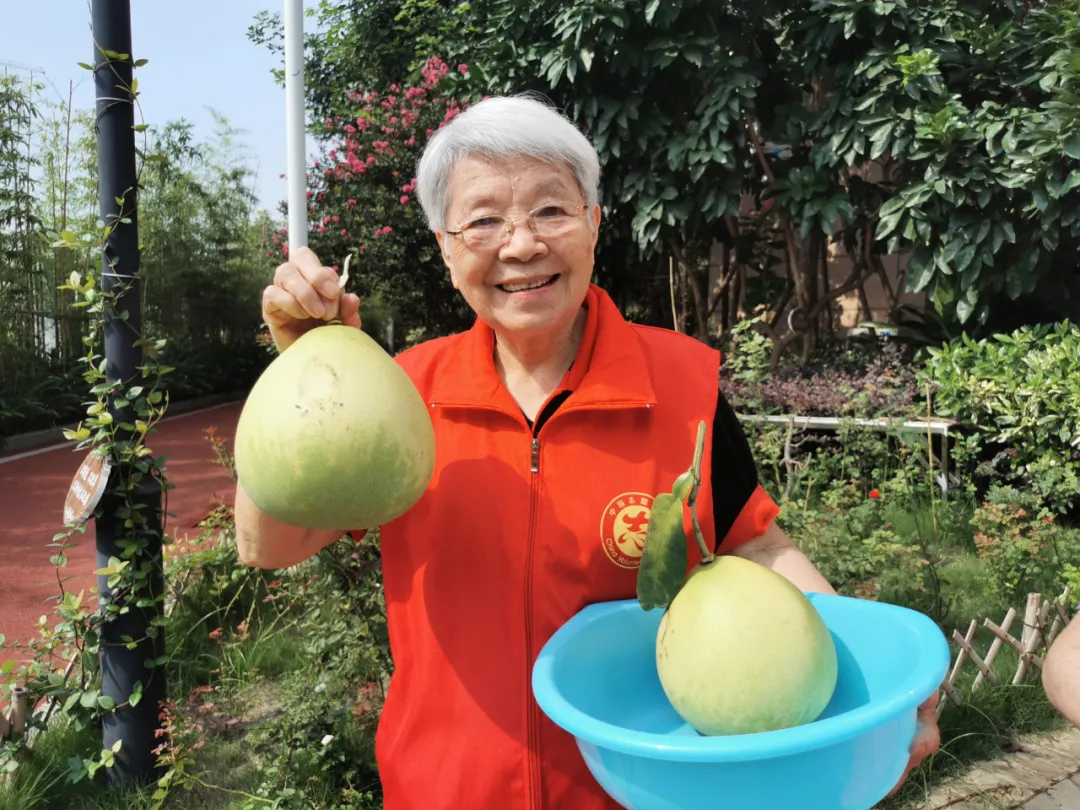 抵不住柚惑！福州这家养老院首届采摘节诞生