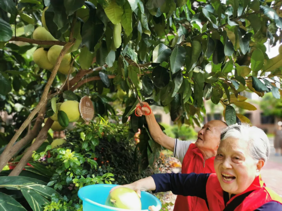 抵不住柚惑！福州这家养老院首届采摘节诞生