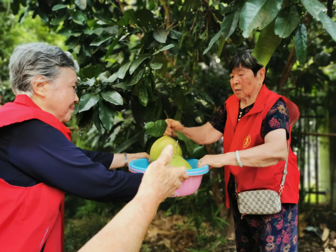 抵不住柚惑！福州这家养老院首届采摘节诞生