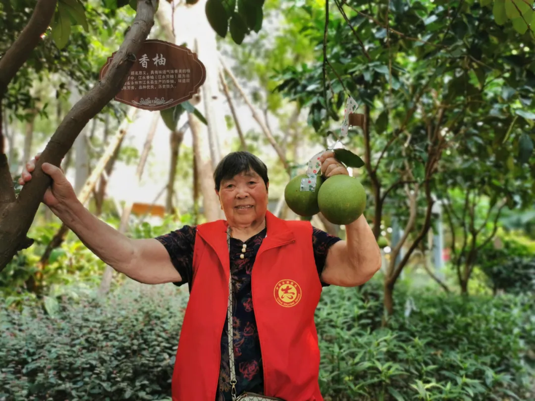 抵不住柚惑！福州这家养老院首届采摘节诞生